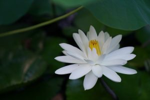 Read more about the article 導讀資源＿靜思妙蓮華＿序品＿第十五週＿須菩提、阿難、羅睺羅