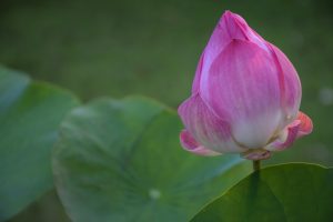 Read more about the article 導讀資源＿靜思妙蓮華＿序品＿第五週＿六成就