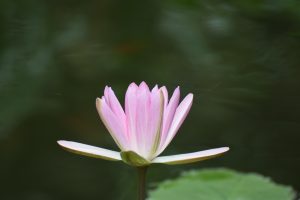 Read more about the article 培訓課程＿齋戒護生，從「沒錯！但不一定對！」談起