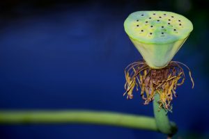 Read more about the article 導讀資源＿靜思妙蓮華＿序品＿第三十六週＿今佛世尊欲說大法