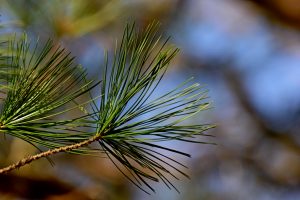 Read more about the article 導讀資源＿靜思妙蓮華＿序品＿第四十週＿三時說法 行於中道