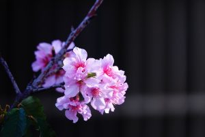 Read more about the article 《靜思法髓妙蓮華》導讀_序品第一冊：【覺知：清楚明白】