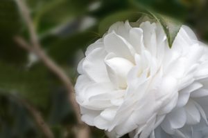 Read more about the article 精進日課程＿體現法華精神在人間