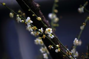 Read more about the article 營隊課程＿非說不可 非素不可