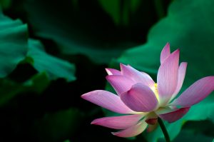 Read more about the article 導讀資源＿靜思妙蓮華＿序品＿第四十六週＿入於無量義處三昧，身心不動