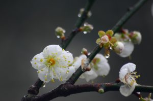 Read more about the article 營隊課程＿疫情下的覺有情