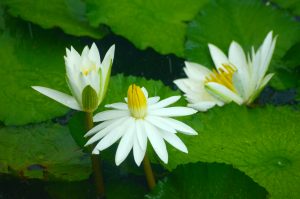 Read more about the article 導讀資源＿靜思妙蓮華＿序品＿第四十一週＿為應說十二因緣法