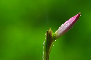 Read more about the article 菩提心要＿《法華經》 勝法精華─總說（一）