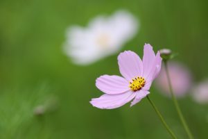 Read more about the article 營隊課程＿植物的力量 戰勝21世紀新黑死病