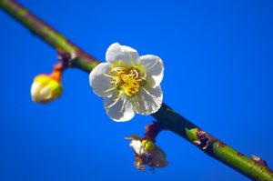 Read more about the article 營隊課程＿人生必遇：深心願行在慈濟