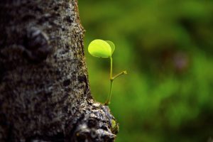 Read more about the article 精進日課程＿一生中最具影響力的選擇